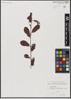 Foto von Salix aurita L.